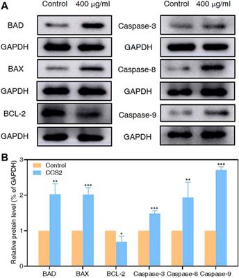 Anti-Gastric Cancer Activity of the Cell-free Culture Supernatant of Serofluid Dish and Lactiplantibacillus plantarum YT013